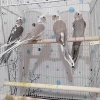 عروس هلندی سه ماهه|پرنده|ارومیه, |دیوار