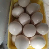 تخم‌شترمرغ