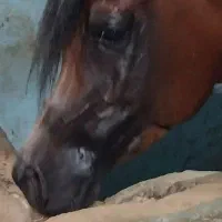 اسب عرب دوسر