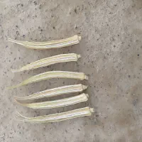 تخم بامیه درجه یک|خدمات باغبانی و درختکاری|زابل, |دیوار