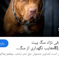 پیدا شده پیت بول