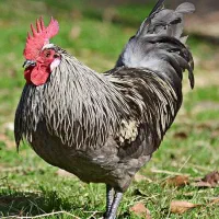 تخم نطفه دار مرغ تخم گذار آیسبار فرانسوی|حیوانات مزرعه|لاهیجان, قیام|دیوار