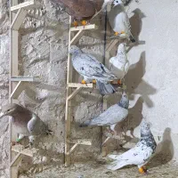 حیوون|پرنده|مشهد, کوی المهدی|دیوار