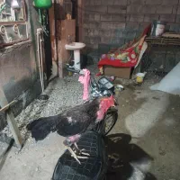 فروش خروس چابهاری اصلی