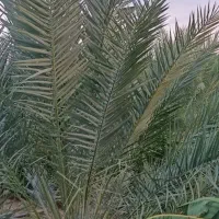 فروش فسیل کلوته