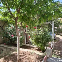 500زمین واقع در شلمزار منطقه کوهستانی|فروش خانه و ویلا|هشتگرد, هیو|دیوار