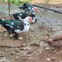 تعداداردک خارجی بالغ