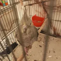 عروس هلندی کاملا اهلی