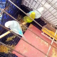 مرغ عشق|پرنده|امیدیه, |دیوار