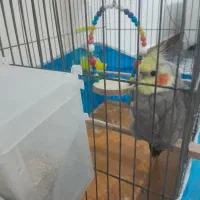 عروس هلندی آواز خوان