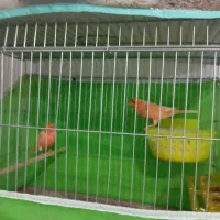 قناری|پرنده|بندرعباس, |دیوار