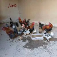 خروس عربی|حیوانات مزرعه|باوی, |دیوار