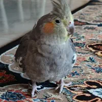 عروس هلندی ماده|پرنده|شازند, |دیوار