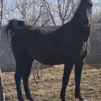 اسب|اسب و تجهیزات اسب‌سواری|فلاورجان, |دیوار