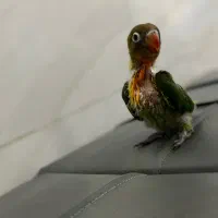 طوطی برزلی مولد جفت نرو ماده