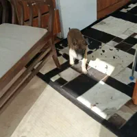 سگ.|سگ|آبعلی, |دیوار