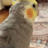 گم شدن عروس هلندی|پرنده|زاهدان, |دیوار