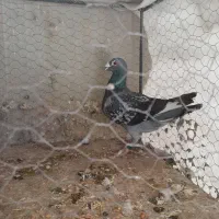 یک عدد کبوتر مسافتی