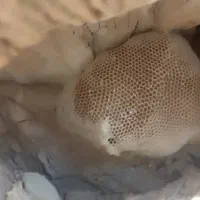 عسل وحشی|خوردنی و آشامیدنی|علامرودشت, |دیوار