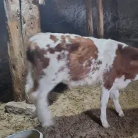 گوساله نر|حیوانات مزرعه|بجنورد, |دیوار