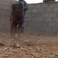 سگ قدرجونی درشت هیکل|سگ|رامشیر, |دیوار