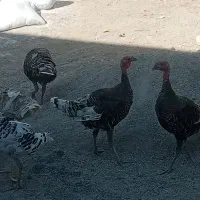 باسلام واحترام هفت عدد بوقلمون ب خاطر کم بود جا