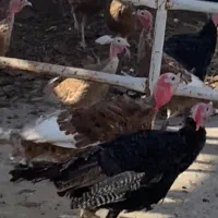 بوقلمون|حیوانات مزرعه|سنندج, |دیوار