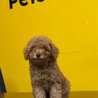 توی پودل رنگ رد و موکایی|سگ|تهران, سعادتآباد|دیوار