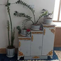 گل زامفولیا و کاکتوس|گل و گیاه طبیعی|تایباد, |دیوار