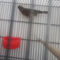 سهره قناری|پرنده|تهران, افسریه جنوبی|دیوار