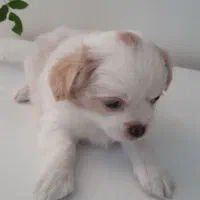 توله دو ماهه پیکینیز و اشپیتز|سگ|کرج, اسدآباد|دیوار