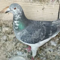 پرنده