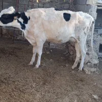 گاو شیری و ابستن