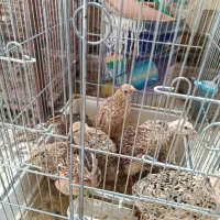 بلدرچین تخمگذار|حیوانات مزرعه|صحنه, |دیوار