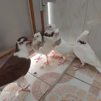 کبوتر طوقی و دوبال|پرنده|شوشتر, |دیوار