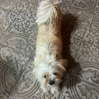 سگ شیدزو پا کوتاه