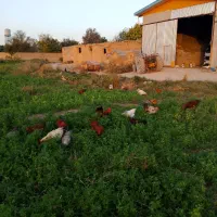 خروس فروشی|حیوانات مزرعه|مهاجران, |دیوار