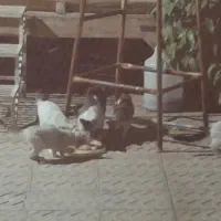 واگذاری رایگان گربه با 4 بچه|گربه|یزد, |دیوار