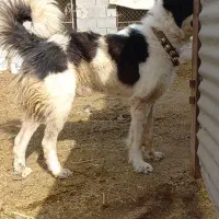 سگ نر همقال گله ای بز میش|سگ|خمینیشهر, |دیوار