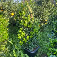 یاس هلندی جعبه۴۰|گل و گیاه طبیعی|کلاچای, |دیوار