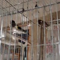 جوجه سهره نر وماده قفسی|پرنده|نهاوند, |دیوار