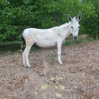 نره خره