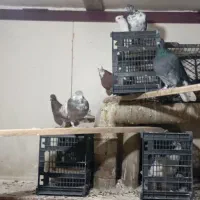 حدود 20عدد کبوتر  پرشی|پرنده|مهاجران, |دیوار