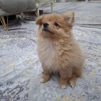 سگ پامرین خرسی نر