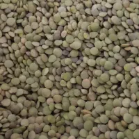 عدس مشگین شهر