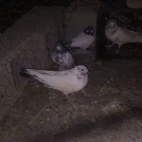 4عددرکفتر پرشی