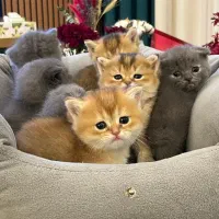 بالا کیفیت از بچه گربه های دارای شجره نامه