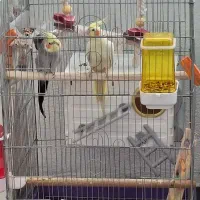 عروس هلندی
