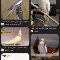 عروس هلندی پیداه شده