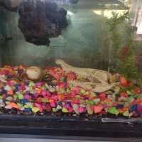 اکواریوم یشه خم ومتعلقات